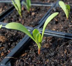 En planta