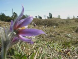 backsippor (Fullerö)