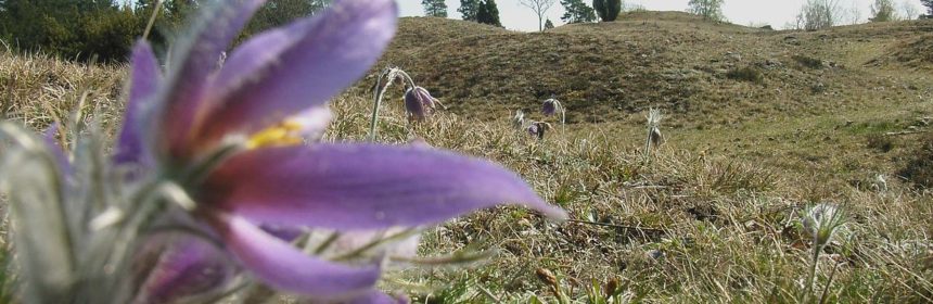 backsippor (Fullerö)