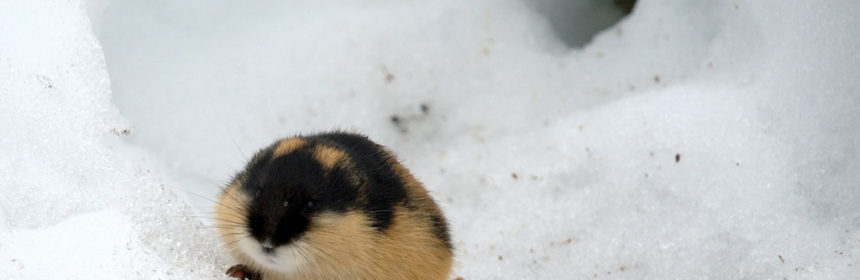 lämmel, den globala uppvärmningen