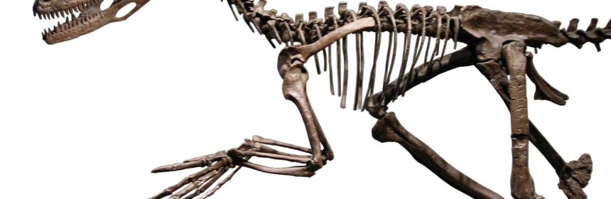 Dinosaurieskelett (Deinonychus)