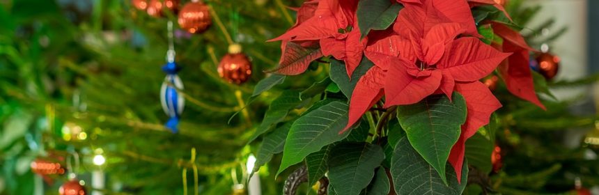 Steninge Slott, Jul på Uplands, julstjärna, julgran