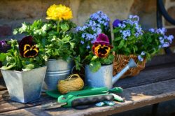 Blommor i krukor (trädgårdsmästarens)