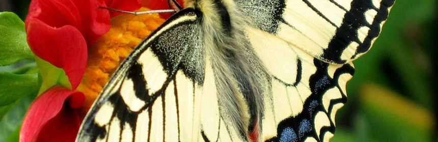 fjäril, fotosafari
