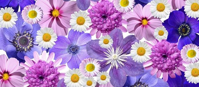 blomster, blomstervandring