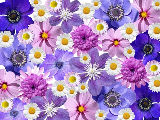 blomster, blomstervandring