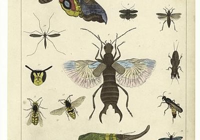 insekter