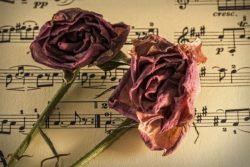 musik, sommarmusik,