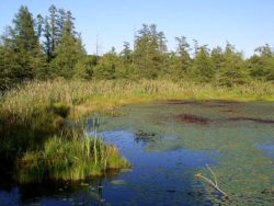 Myr, vatten, natur,
