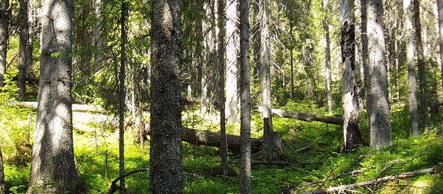 skog, urskog, skogsträff