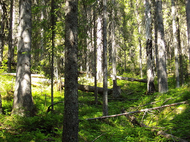 skog, urskog, skogsträff