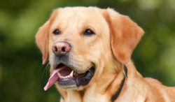 Labradorklubben