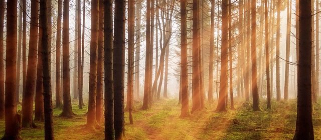 Vildmarksleden-vandring