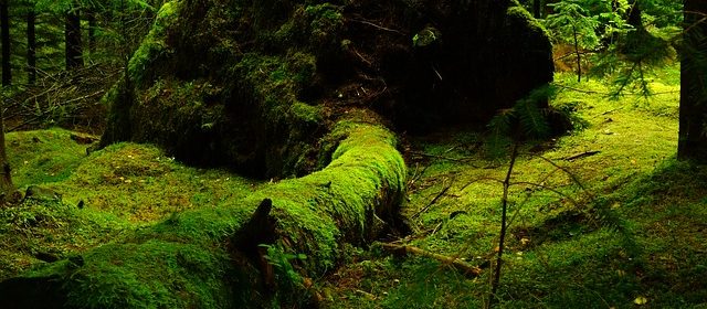 Storskogen - Bland mossor och lavar