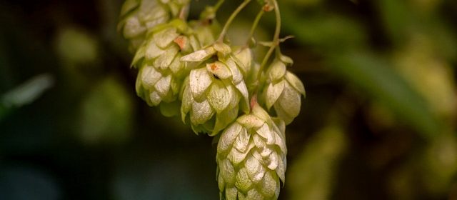 Humle - det gröna guldet (dekorativ bild av humle)