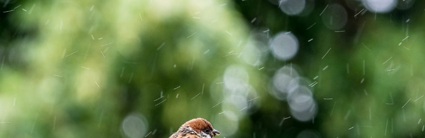 klimatförändringar (dekorativ bil)