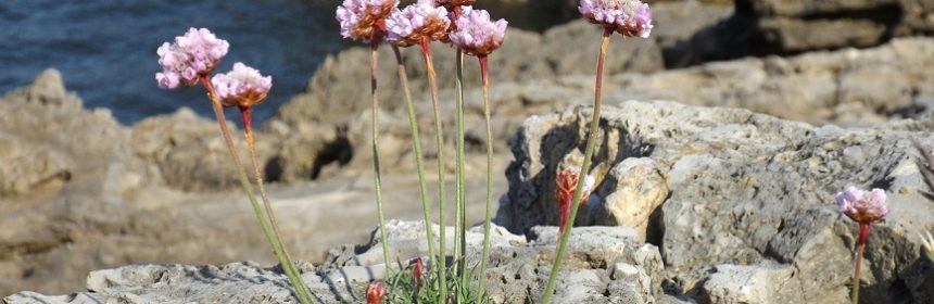 skärgårdens flora (dekorativ bild)