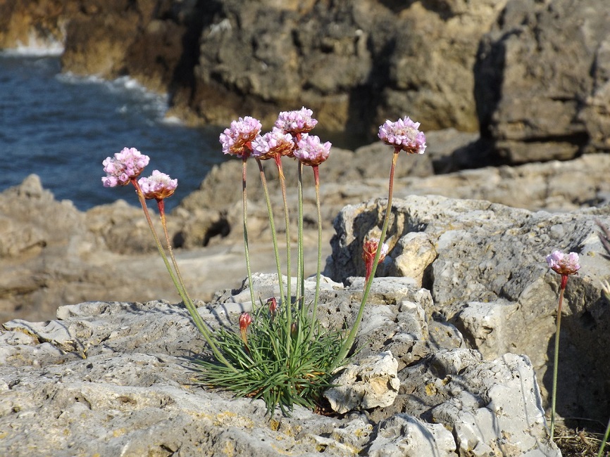 skärgårdens flora (dekorativ bild)