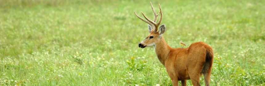 Jonatan Borling (dekorativ bild)