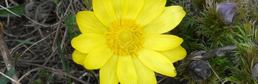 Rödlistan 2020 våradonis