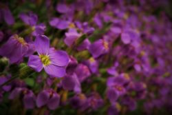 Hågadalen aubretia (beskrivande bild)