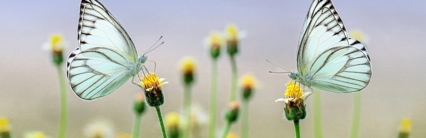 Fjärilssafari i Östa (dekorativ bild)
