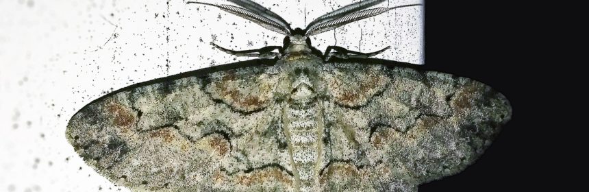 nattlys nattfjäril (dekorativ bild)