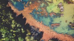 Ett samtal om hur att implementera naturens rättigheter (dekorativ bild)